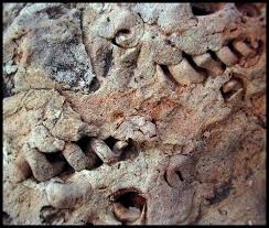 But new research shows that commonly accepted radiocarbon dating standards. How Is Radioactive Dating Used To Date Fossils