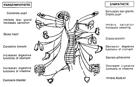 Learn vocabulary, terms and more with flashcards, games and other study tools. Diagrammatically Show The Functions Of The Autonomic Nervous System From Psychology The Base Of Human Behaviour Class 11 Cbse