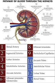 8 Facts About The Urinary System Every Nursing Student Should Know Nursing Students Nursing School Survival Medical School Studying