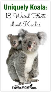 Pin On Koala Not A Bear