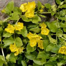 Image result for Lysimachia tenuicaulis