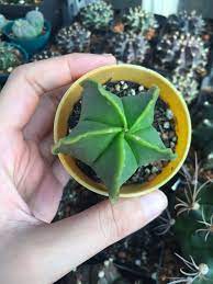 Cactus Cacti Cactii Cactilove Cactusgram Plants Plant Succulents Plants Gymno Gymnocalycium Erial Small Succulent Plants Plants Planting Succulents