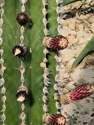 Image result for Lophocereus marginatus