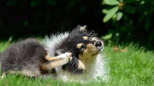 We mentioned raised flower beds earlier to keep dogs out of garden let's find out what a dog repellent is, whether dog repellents or dog deterrents work, how safe they. Pet Friendly Mosquito Repellents That Humans Can Use Too Animal Humane Society