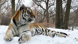 Minnesota Zoo's 12-year-old Amur Tiger dies