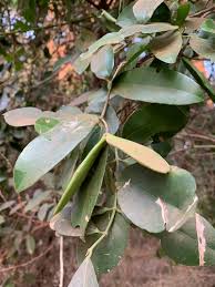 Image result for Hippocratea africana