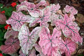 Image result for Caladium