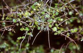 Image result for Coptosperma rhodesiacum