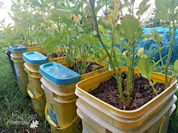 Potato bags enable you to grow a good amount of potatoes in a very limited space, and you don't even need seed potatoes to start your plants. How To Grow Potatoes In Containers Oak Hill Homestead