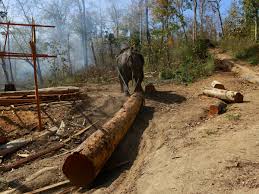 Image result for Teak Brown 2014 AQ