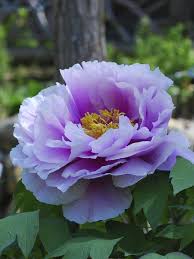 Scientists differ on the number of species that can be distinguished, ranging from 25 to 40. Montgomery Column Peonies Add Beauty To Spring Gardens