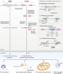 We would like to show you a description here but the site won't allow us. Gene Regulation By Long Non Coding Rnas And Its Biological Functions Nature Reviews Molecular Cell Biology
