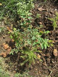 Image result for Euphorbia hyssopifolia
