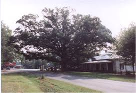 Specialising in landscaping services in oxfordshire, white oak landscaping is a landscape gardening company based in oxford. Yarbrough Oak Healthy The Yarbrough Oak Located In Oxford Ga Was One Of Two Trees In Georgia That Owns Itself The White Oak Forest Resources Forestry Tree