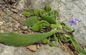 Image result for Streptocarpus leptopus