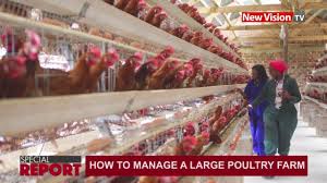 After struggling in year 2012, many poultry farming companies finally caught investors' eyes by producing much better earnings since the start of year 2014. How To Manage A Large Poultry Farm Youtube