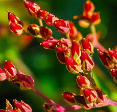 Image result for Rumex