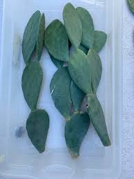 Corns and calluses are areas of thick, dry skin that develop when skin is exposed to excessive pressure or friction. I Have Some Opuntia Cuttings Spineless Prickly Pear Once The Cuts Callus Over Can I Plant It Directly In Soil And The First Bottom Pad Will Root Or Do I Need To