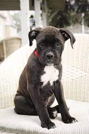 Cute Boxer Lab Mix Puppies Boxer Lab Mix Puppies Lab Mix Puppies Mixed Breed Puppies