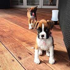Boxer Pups Boxer Puppies Boxer Dog Puppy Boxer Dogs