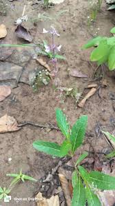 Image result for Orthosiphon thymiflorus