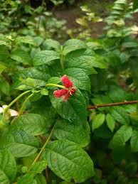 Image result for Combretum engleri