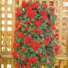 Check spelling or type a new query. Hanging Grow Bags 5 Hole Containers Urban Farmer