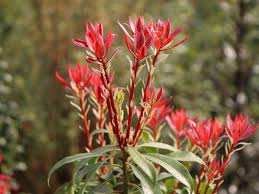 Water regularly the first year. Schattenglockchen Mountain Fire Pieris Japonica Mountain Fire Baumschule Horstmann