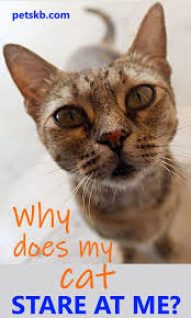Why Does My Cat Stare At Me The Pets Kb In 2020 Cats Cat Care Cat Care Tips