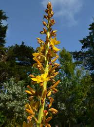 Image result for Wachendorfia