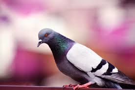 Pigeon Wallpapers Top Free Pigeon Backgrounds Wallpaperaccess Explore the 67 mobile wallpapers associated with the tag jotaro kujo and download freely everything you like! wallpaperaccess
