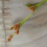 Image result for Rhynchospora rugosa