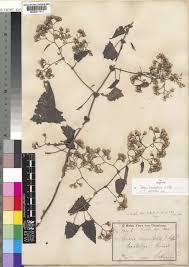 Image result for Senecio deltoideus