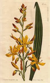 Image result for Wachendorfia