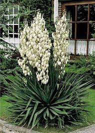 Juka Karolinska Ogrodowa Yucca Filamentosa Sadzonki Bilscy Info Yucca Filamentosa Yucca Plant Yucca