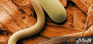 We did not find results for: Ù…Ø§ Ù‡ÙŠ Ø¹Ù„Ø§Ù…Ø§Øª ÙˆØ¬ÙˆØ¯ Ø§Ù„Ø¯ÙŠØ¯Ø§Ù† ÙÙŠ Ø§Ù„Ø¨Ø·Ù† ÙˆÙŠÙƒÙŠ Ø¹Ø±Ø¨