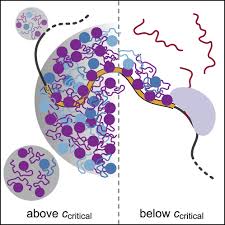 Transcription activation is enhanced by multivalent interactions  independent of phase separation: Molecular Cell