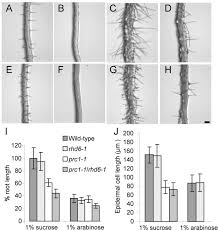 Plant root hair cell features. Insight Into The Early Steps Of Root Hair Formation Revealed By The Procuste1 Cellulose Synthase Mutant Of Arabidopsis Thaliana Bmc Plant Biology Full Text