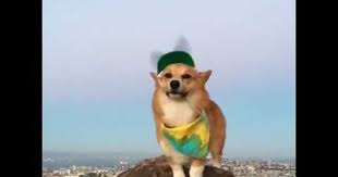 A Very Important Video Of A Corgi Standing In The Wind Wearing A Propeller Hat Digg Corgi Dogs With Jobs Cute Animals