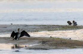 Natur Pur Hirsche Adler Kormorane Reiher Schwane Am Darsser Ort In 2020 Reiher Marderhund Vogelzug