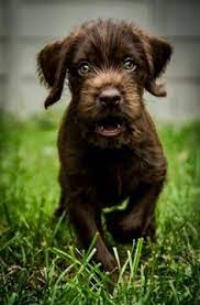 61 Pudelpointers Ideas Hunting Dogs Dogs Bird Dogs