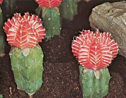 Find out more on caring for cacti & succulents! Chin Cactus Description Distribution Facts Britannica