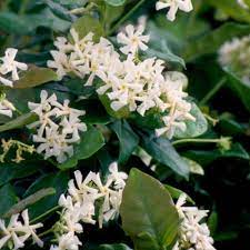 2 5 Qt Confederate Jasmine Star Jasmine Live Vine Plant With White Fragrant Blooms 5230stkq The Home Depot Jasmine Plant Confederate Jasmine Star Jasmine
