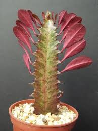 Unos ricos y deliciosos frappes en agua de cactus se los recomiendo. Consejos Y Cuidados Euphorbia Trigona Infojardineria Es