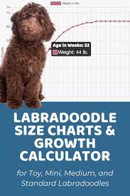 Labradoodle Size Charts For Mini Medium And Standard Labradoodles