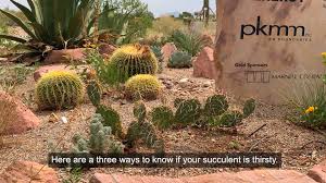 The cactus grew and grew and grew. Three Clues Indicate When Succulents Need Watering Las Vegas Review Journal