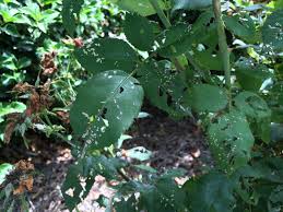 Known as rose slugs, these pests love to eat the leaves of roses. Holes In Your Rose Leaves It Might Be Rose Sawfly