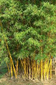 Image result for Bambusa vulgaris