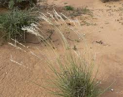 Image result for Stipagrostis