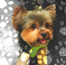 Peaky blinders is a gangster family epic set in birmingham, england in 1919, several months after the end of the first world war in november 1918. Happy Paws Boutique And Bakery Sarasota Fl Pet Supplies